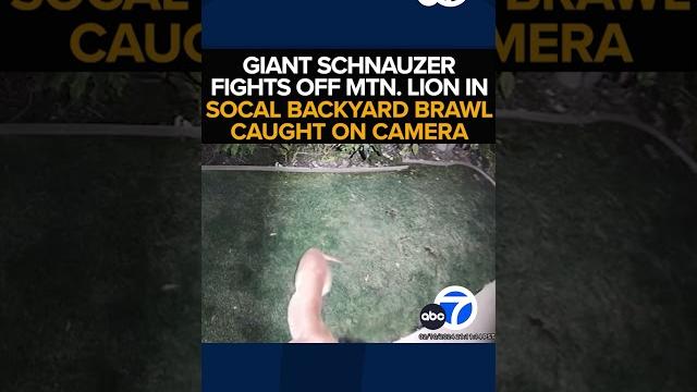 Mountain Lion Caught On Video Attacking Dog In Backyard Of Ca Home