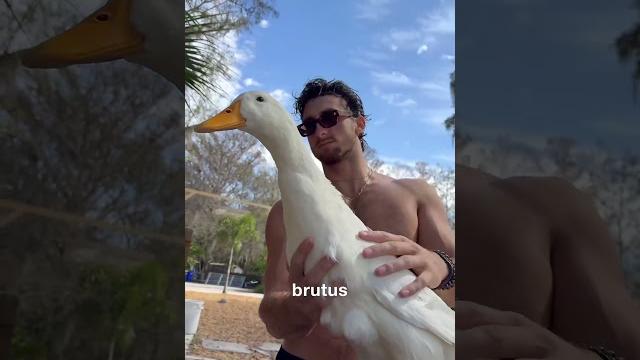Meet My Duck Brutus 🐣