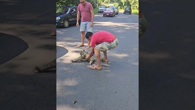 Man Rescues Stranded Sloth With Help From Another