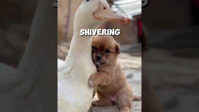 This Dog Was Lost And A Duck Became His Mother 🥺❤ #Shorts