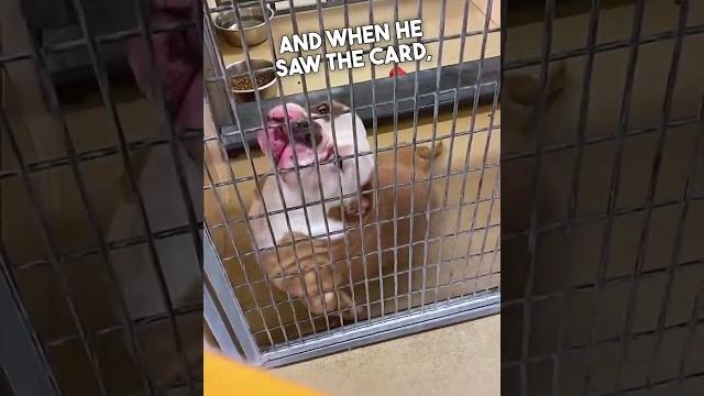 Dog Gets Adopted 🙏❤️