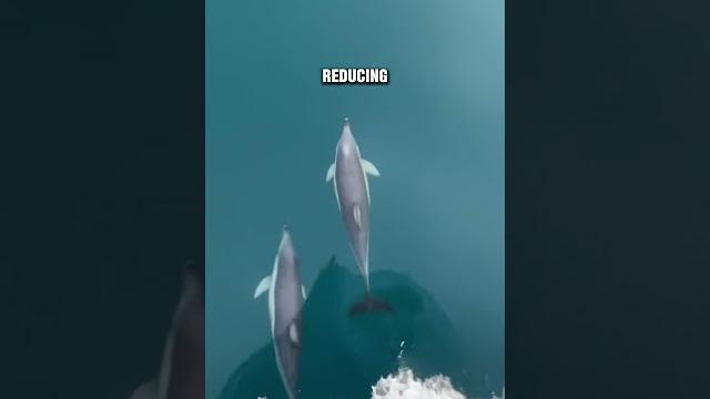 Why Dolphins Love Modern Ships? 😱