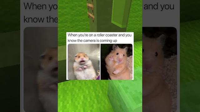 Cutest Pet Memes