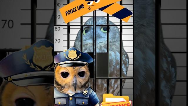 Detective Bibib!🕵️ #Funnyanimals #Owl #Funnyvideo #Funny #Animals #Cute #Cuteanimals #Owls