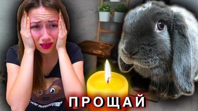 Умер Кролик Лизун Последний День Смерть Питомца | Elli Di Pets