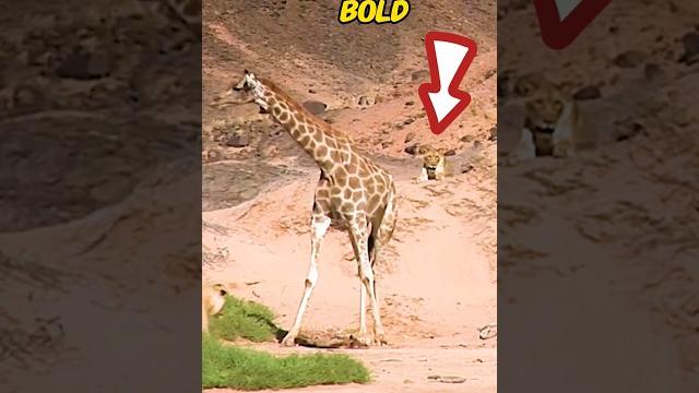 What Happened To Baby Giraffe 🦒 What A Tragic #Short #Animals #Wildanimals