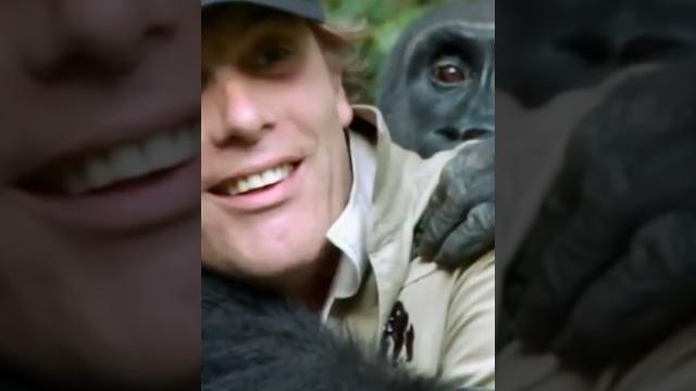 Gorilla Reunited With His Owner After Spending Years Apart #Animals