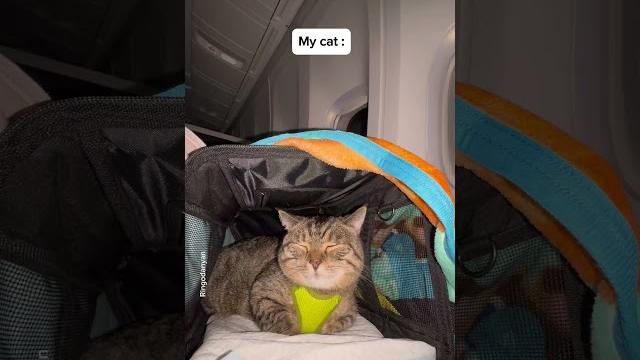 My Cat Behaved Well During The Long Journey #Shorts #Funny #Cat
