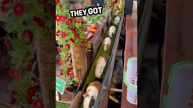 A Man Tries To Bury These Guinea Pigs. They Get An Amazing Life Instead! 🥹 ❤️ #Shorts