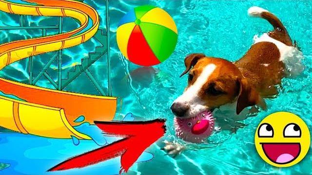 Аквапарк Для Собаки Реакция На Бассейн И Яйцо Карибы | Elli Di Pets